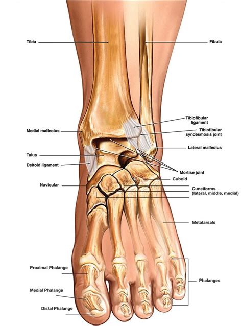 Ankle Bones Diagram . Ankle Bones Diagram Ankle Diagrams Diagram Link ...