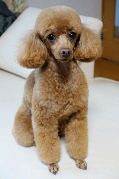 Toy Poodle Grooming Styles | www.pixshark.com | Poodle puppy, Toy ...