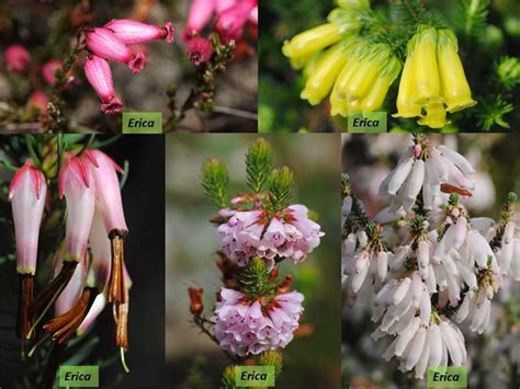 Factsheet -Ericaceae