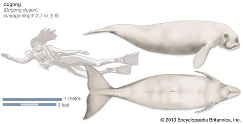 Dugong | Diet, Size, Habitat, & Facts | Britannica