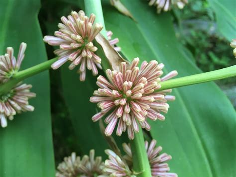 Corn Plant Flower » Top Tips & Facts