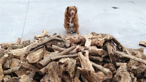 There's a new world's oldest living dog -- and he's the oldest ever ...