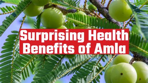 Surprising Health Benefits of Amla - 8 Reasons to Eat Amla Every Day