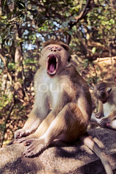 A toque macaque monkey (genus: macaca ... | Stock image | Colourbox