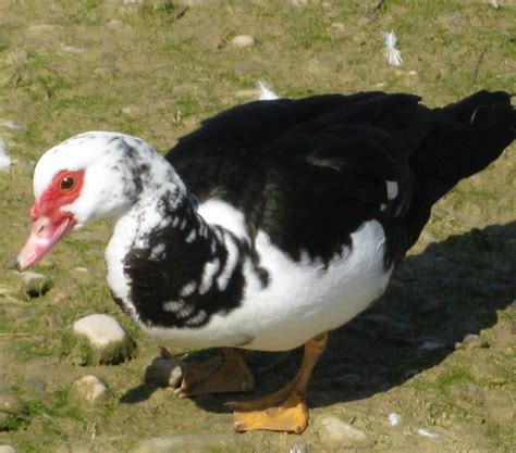 Características del pato domestico y su adaptación social