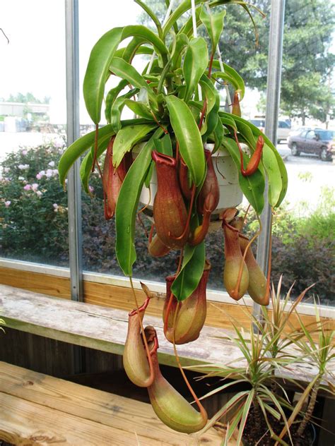 Nepenthes species / Pitcher Plants