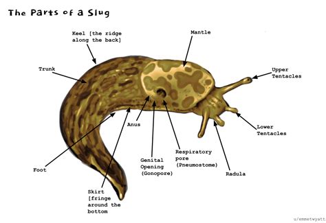 Slug external anatomy diagram I drew for a personal project!! I thought ...