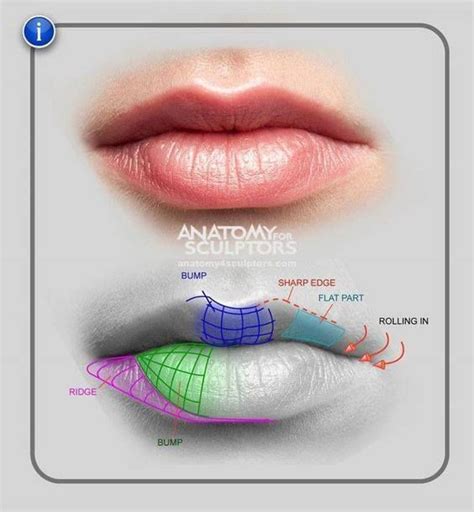 Pin on 3D Anatomy | Anatomy reference, Lips drawing, Anatomy for artists