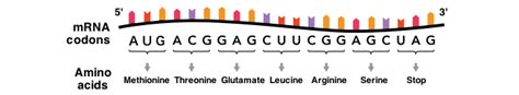 Genes to proteins: Central Dogma | BIO103: Human Biology