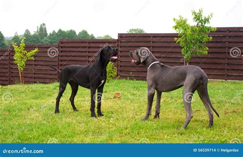 Great danes playing stock photo. Image of doggie, funny - 56539714