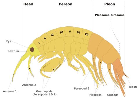 Gammarus - Alchetron, The Free Social Encyclopedia