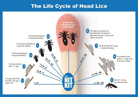 Head Lice Cycle