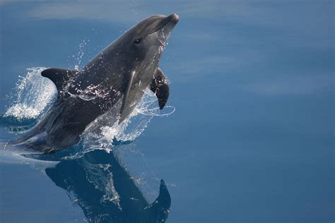 Dolphins Teach Their Peers Innovative Hunting Techniques