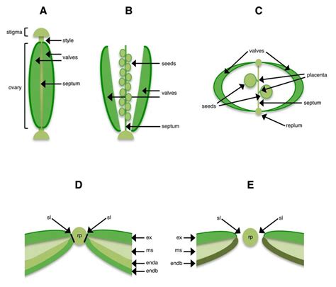 Structure of the Arabidopsis silique, (A) Before dehiscence, the ...