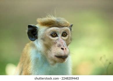 1,209 Toque Macaque Portrait Images, Stock Photos, 3D objects ...