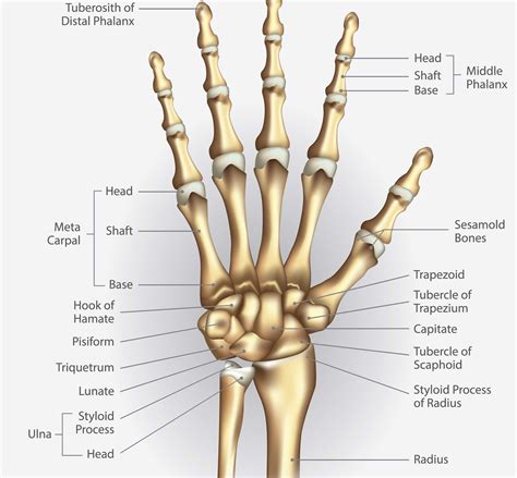 Broken Hand | Hartford Hospital | Hartford, CT