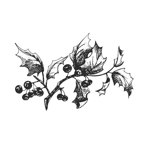 Holly Branch Leaves Berries Graphic Drawing: стоковая векторная графика ...