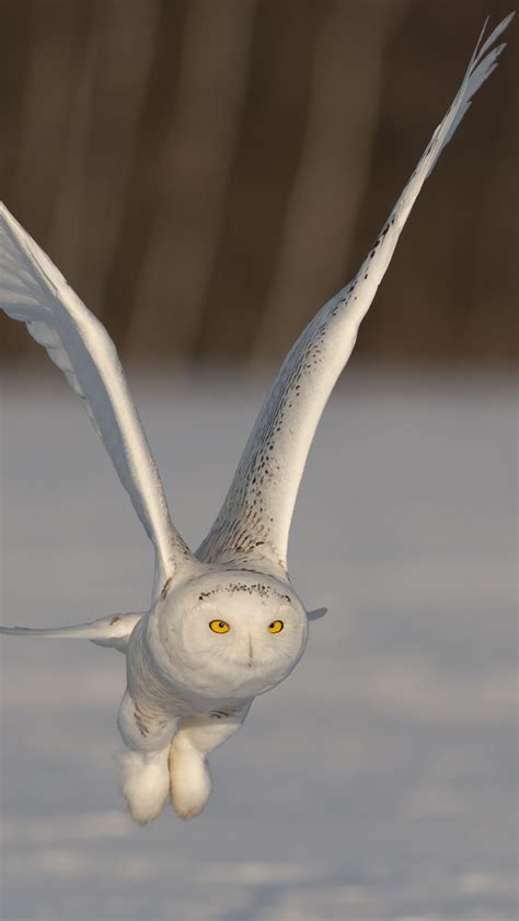 White Owl Flying Like Flight | Wallpapers Share