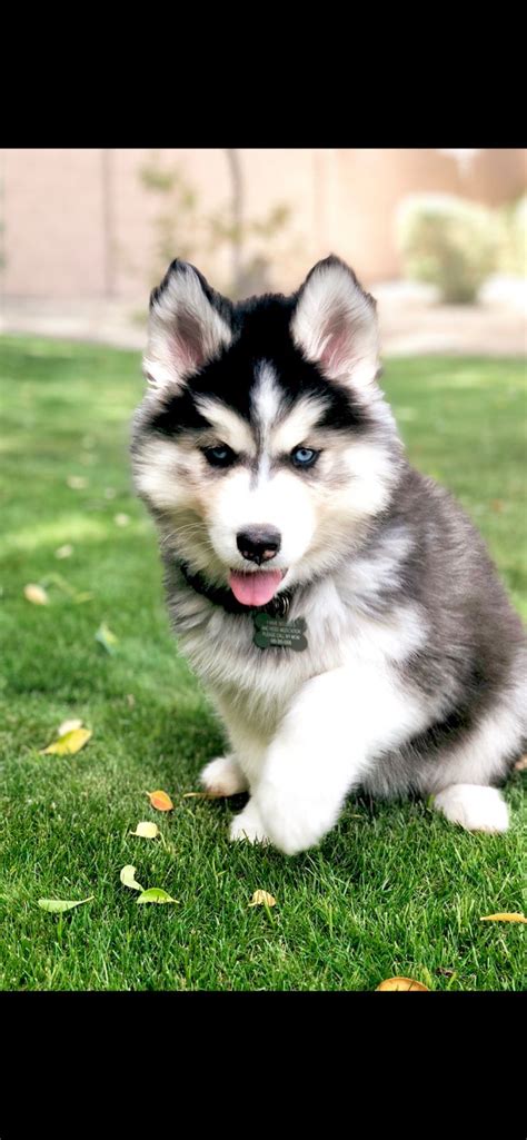 Wooly Siberian Husky Puppy | Siberian husky, Alaskan husky, Husky dogs