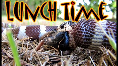 California kingsnake feeding - YouTube