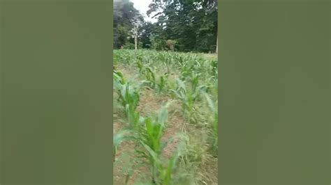 Kebun jagung - YouTube