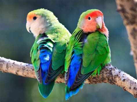 8 Top Low-Maintenance Pet Bird Species