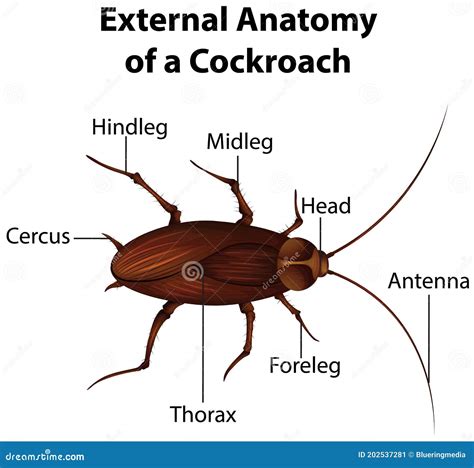 Cockroach Anatomy Diagram