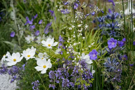 Eight plants to grow with cosmos | Cosmos flowers, Cosmos flowers ...