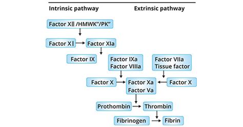 Coagulation Cascade Diagram Simple