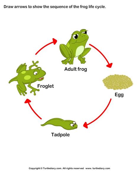 life cycle of a frog drawing - Sherlyn Falls