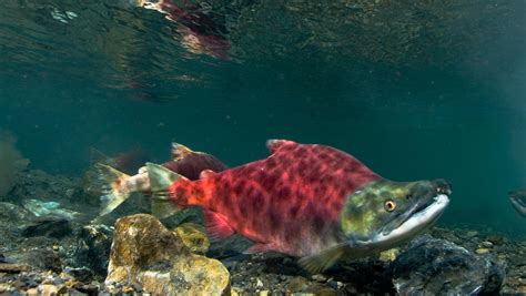 Sockeye salmon - Wikiwand