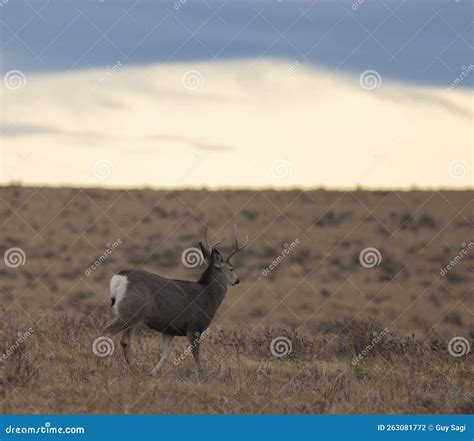 Young Mule Deer with Antlers Stock Photo - Image of yellow, mammal ...