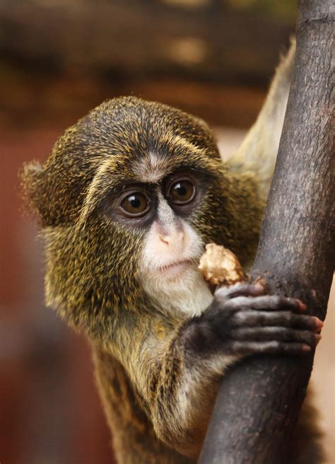 De Brazza's Monkey Free Stock Photo - Public Domain Pictures