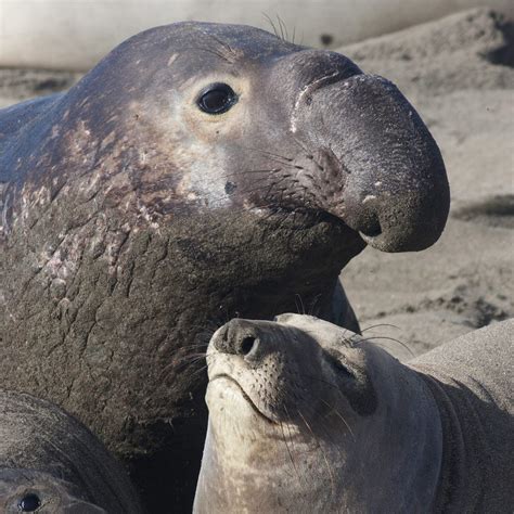 Climate Change Displaces Sea Elephants to the Coasts of the United ...