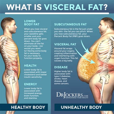 Visceral Fat: What is It and How it Drives Up Inflammation