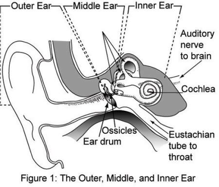 Cochlea | Definition, Function & Location - Video & Lesson Transcript ...