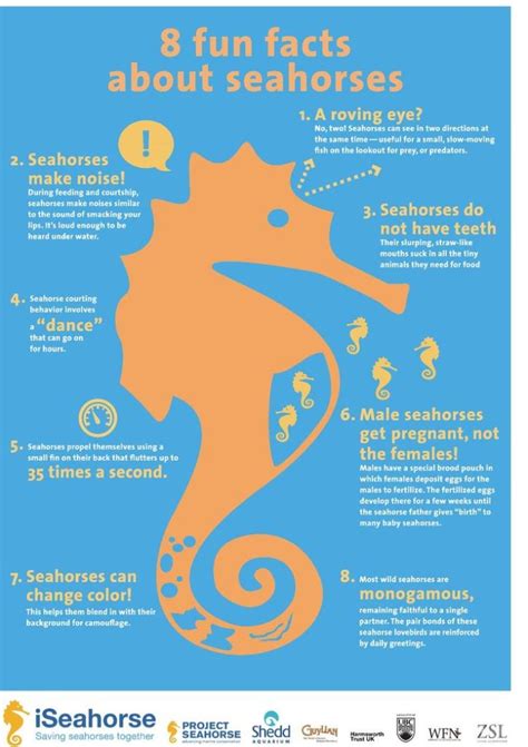 8 Facts About the Seahorse - Content Geek