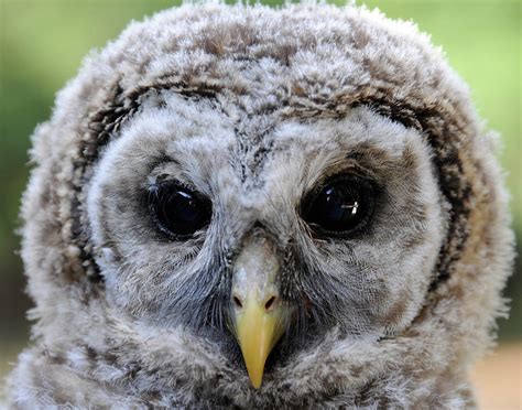 Baby Barred Owl-2 Photograph by Keith Lovejoy - Fine Art America