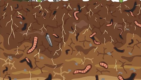 Habitat of Earthworms | Animals - mom.me