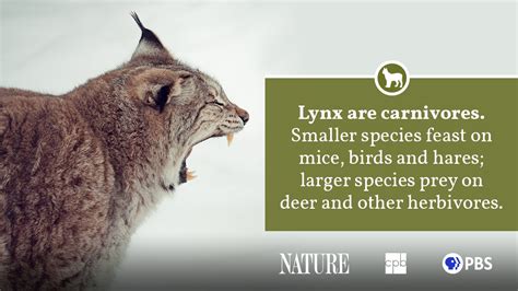 Eurasian Lynx Habitat