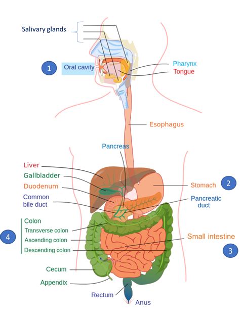 The Process of Carbohydrate Digestion Begins in the