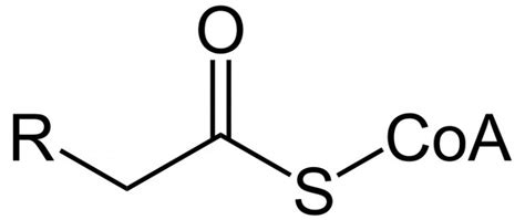 What is the Difference Between Acetyl CoA and Acyl CoA - Pediaa.Com