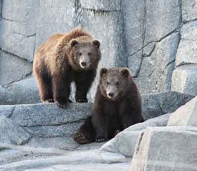 Kodiak Bear Cubs Growing in New Homes, Alaska Department of Fish and Game