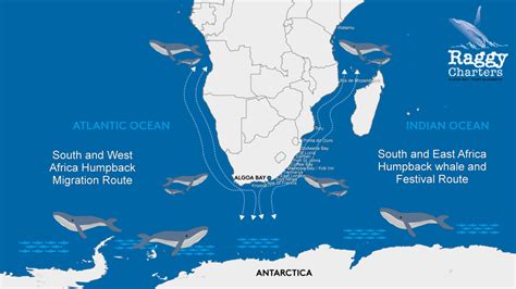 South East Africa humpback whale festival route - World Cetacean Alliance