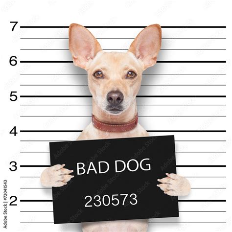 mugshot dog Stock Photo | Adobe Stock