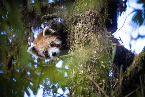 Press Release: Tiger Photographed for First Time In Nepal’s Red Panda ...