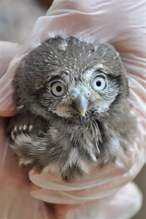 4 Rare Pygmy-Owls Successfully Hatch | KJZZ