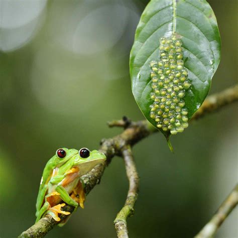 Red-Eyed Tree Frog Facts