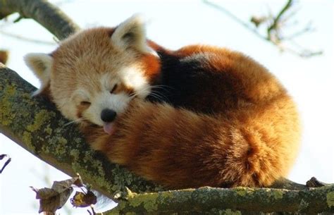 36 Red Pandas Taking Advantage Of The Sleepy Season | Red panda ...