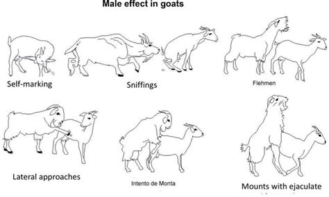 Reproduction in Small Ruminants (Goats) | IntechOpen